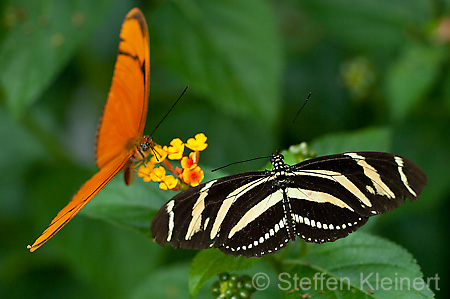 038 Zebra-Falter - Heliconius charitonius